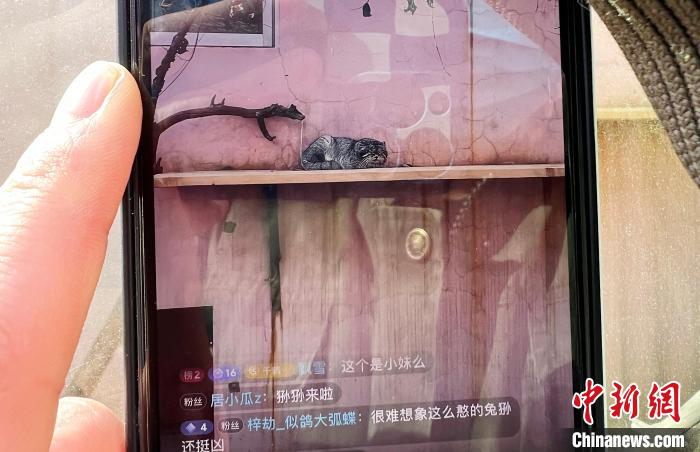 圖為雪豹“奶爸”史壽軍正在直播?！●R銘言 攝