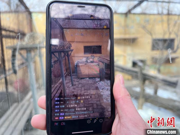 圖為雪豹“奶爸”史壽軍正在直播。　馬銘言 攝