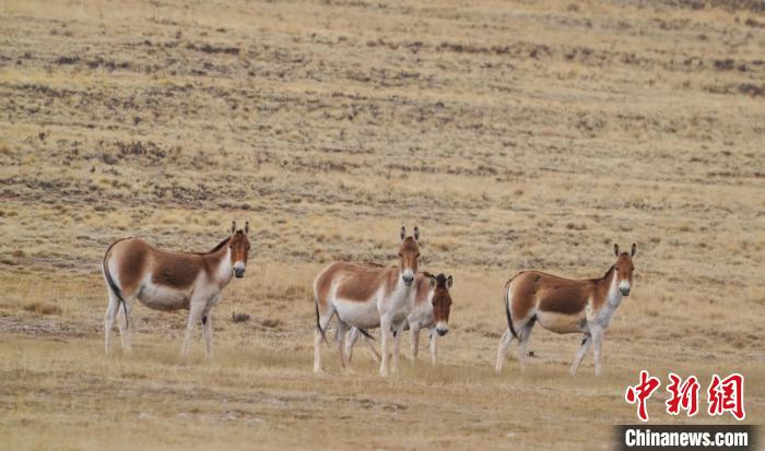圖為草地上的西藏野驢。　安維斌 攝