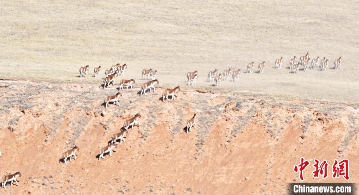 圖為西藏野驢奔跑在山間?！∥溲┓?攝