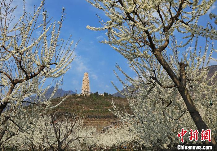 潔白的李花與碉樓交相輝映，勾勒出一幅美麗的和諧生態(tài)畫卷。　何清海 攝