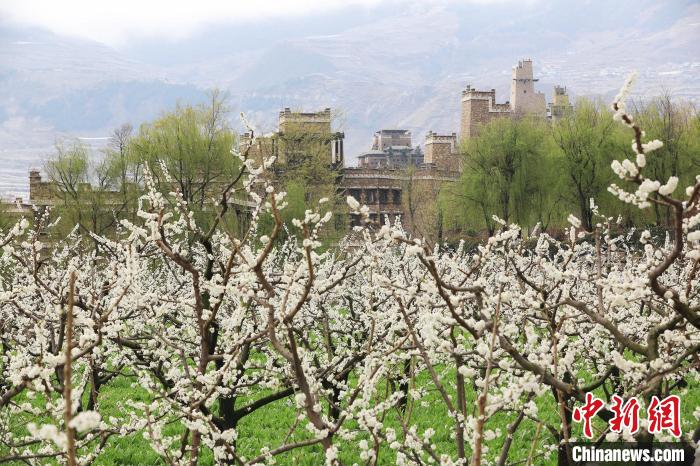 潔白的李花與村寨交相輝映，勾勒出一幅美麗的和諧生態(tài)畫卷?！『吻搴?攝
