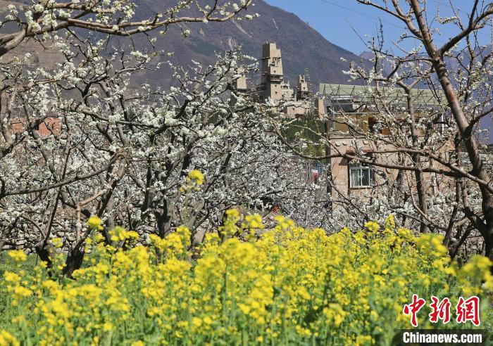 潔白的李花與村寨交相輝映，勾勒出一幅美麗的和諧生態(tài)畫卷?！『吻搴?攝