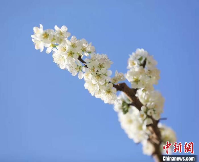 李花盛開。　何清海 攝