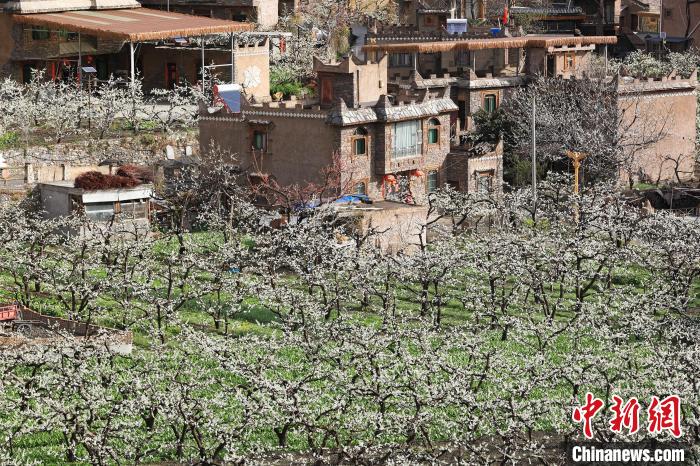 潔白的李花與村寨交相輝映，勾勒出一幅美麗的和諧生態(tài)畫卷。　何清海 攝