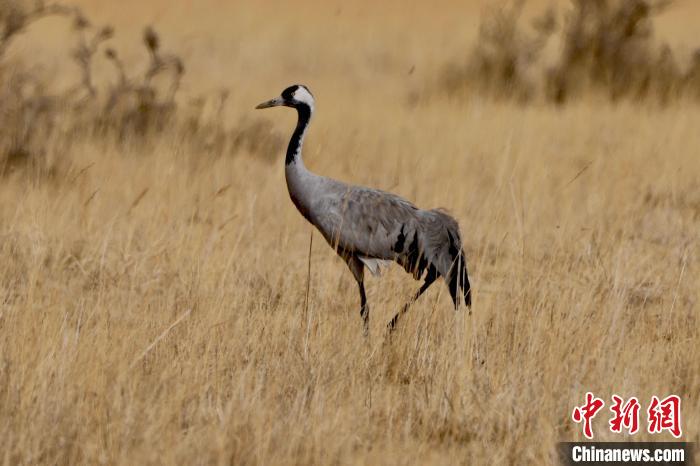 圖為灰鶴在青海海西蒙古族藏族自治州都蘭縣巴隆地區(qū)“閑庭漫步”?！?松太加 攝