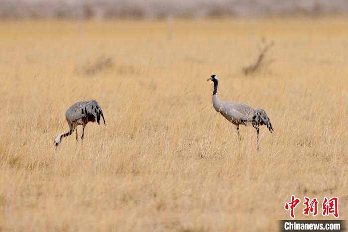 圖為灰鶴在青海海西蒙古族藏族自治州都蘭縣巴隆地區(qū)“閑庭漫步”?！?松太加 攝