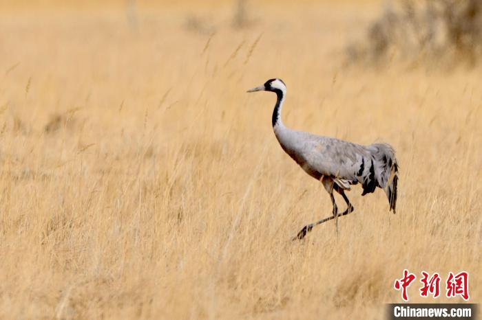 圖為灰鶴在青海海西蒙古族藏族自治州都蘭縣巴隆地區(qū)“閑庭漫步”?！?松太加 攝