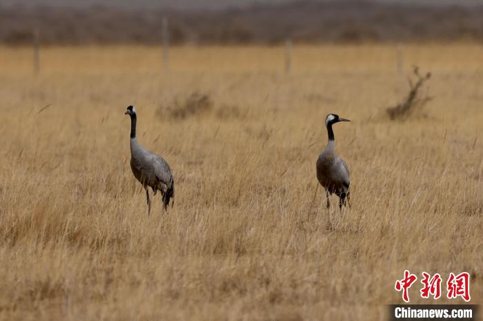 圖為灰鶴在青海海西蒙古族藏族自治州都蘭縣巴隆地區(qū)“閑庭漫步”?！?松太加 攝