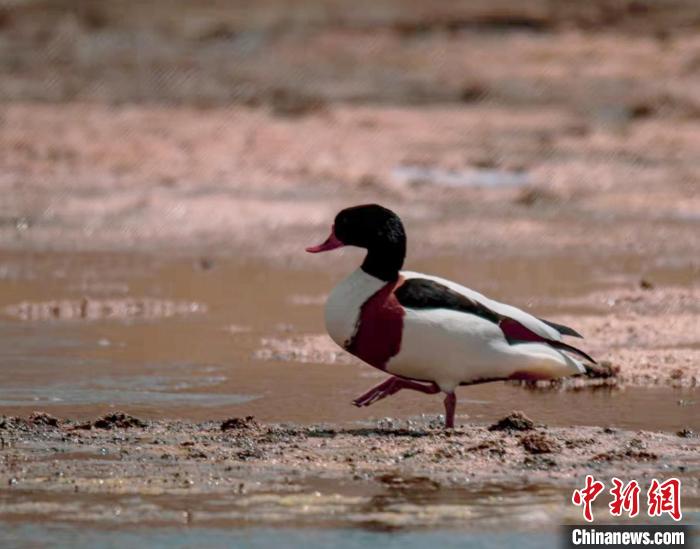 圖為翹鼻麻鴨?！」Π栽?攝