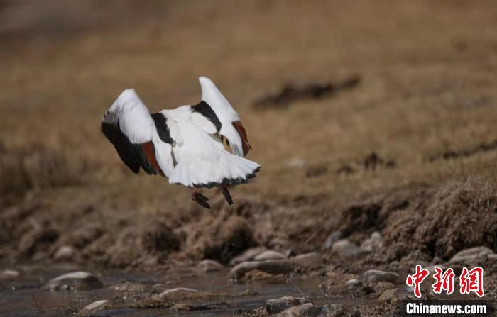 圖為翹鼻麻鴨?！」Π栽?攝