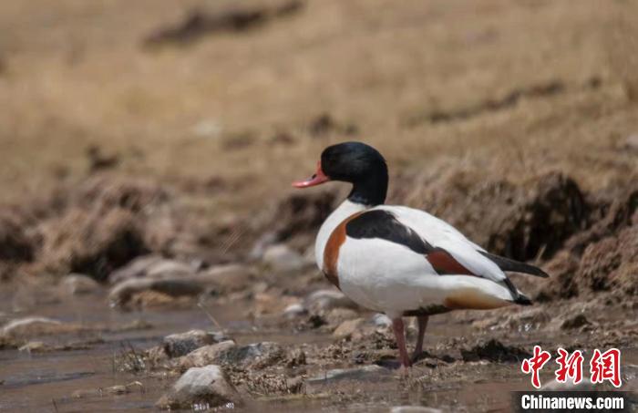 圖為翹鼻麻鴨。　功霸扎西 攝