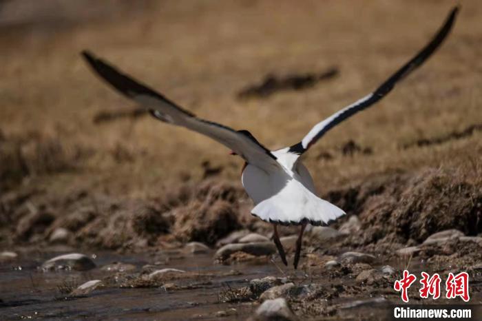 圖為騰飛的翹鼻麻鴨?！」Π栽?攝