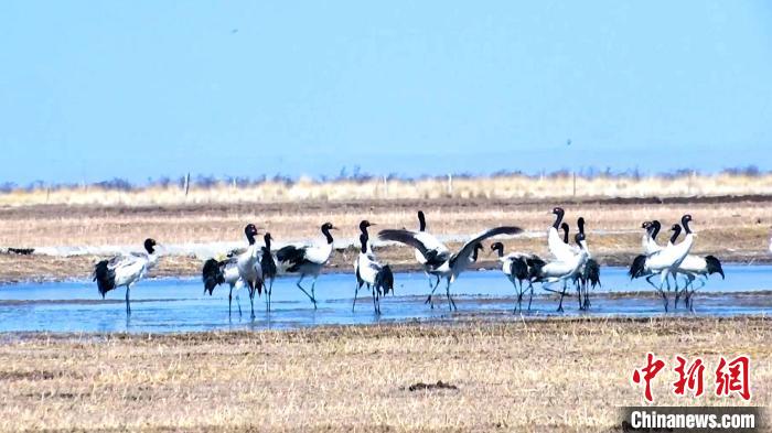 圖為成群的黑頸鶴“翩翩起舞”?！‘?dāng)智 攝