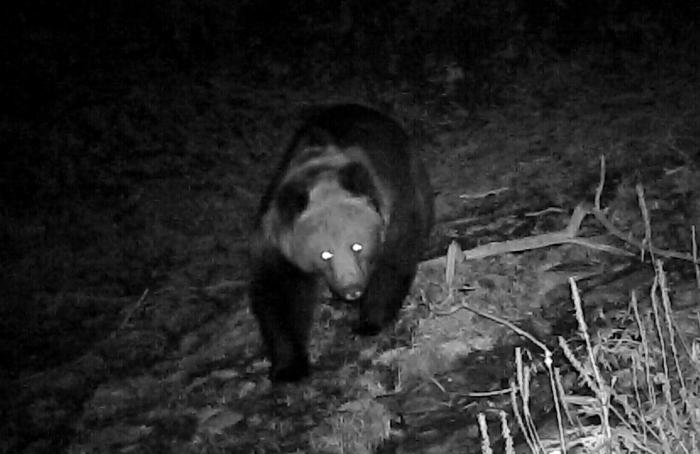 青?；ブ鄙?0年來首次發(fā)現(xiàn)棕熊活動軌跡