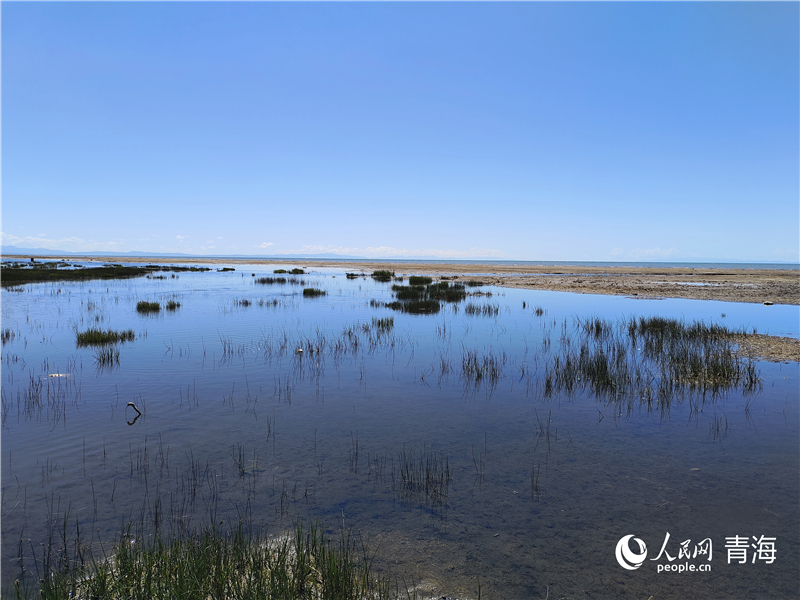   青海湖仙女灣。人民網(wǎng) 張莉萍攝