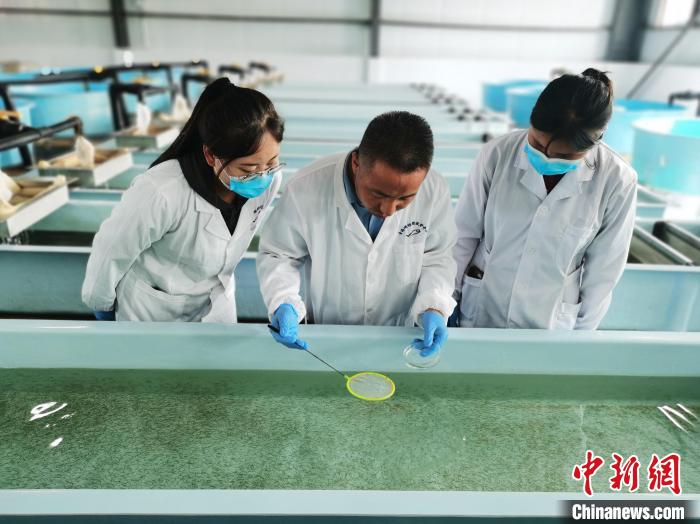 圖為工作人員檢查魚苗?！?zhí)砀?攝