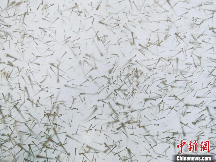 圖為魚苗?！?zhí)砀?攝