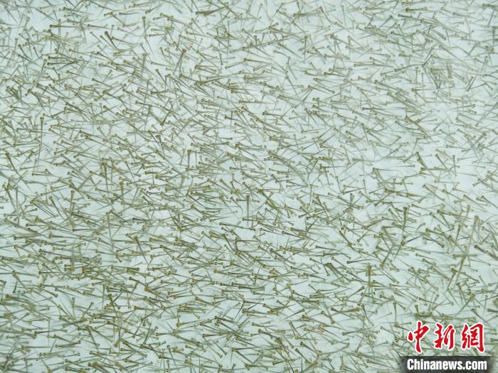 圖為密集培育的魚苗。　張?zhí)砀?攝