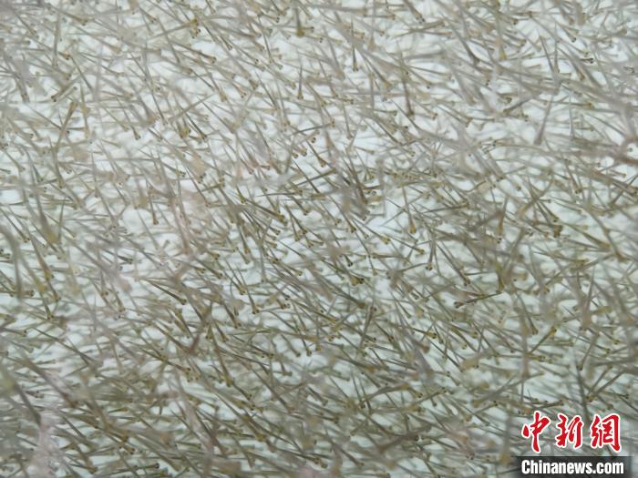圖為密集分布的魚苗?！?zhí)砀?攝