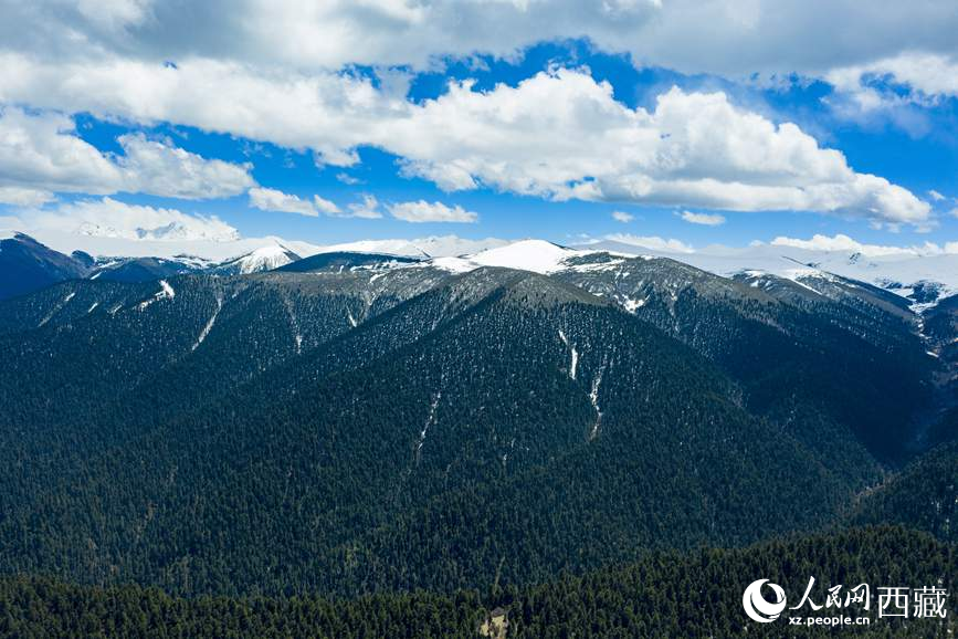 圖為在海拔4700多米的色季拉山，觀測(cè)從森林到草甸的多種植被類型。