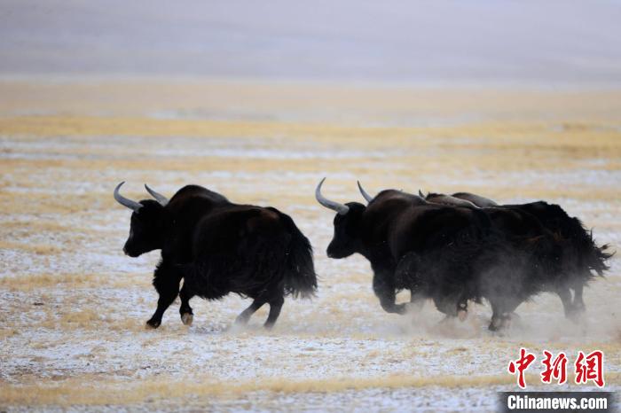 牦牛如何適應(yīng)低氧環(huán)境？中科院團(tuán)隊(duì)發(fā)現(xiàn)牦牛特有肺內(nèi)皮細(xì)胞起作用