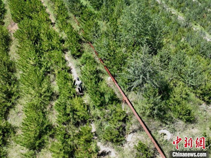 航拍建行青海省分行綠化區(qū)施工隊隊長盧占祥正在巡護綠化區(qū)。　祁增蓓 攝