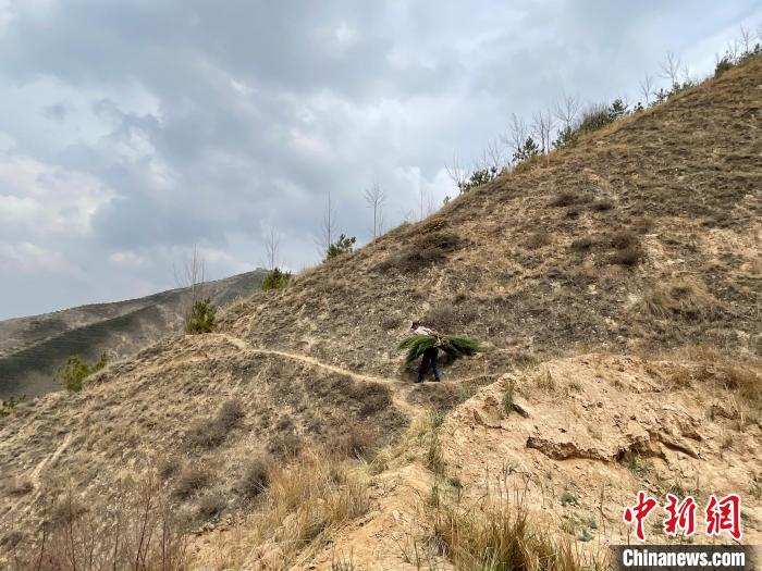 資料圖為建行青海省分行綠化區(qū)施工隊隊員人工運樹苗。　建行青海省分行供圖