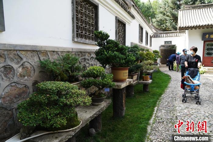 圖為市民在西寧園林植物園內(nèi)觀賞盆景。　馬銘言 攝