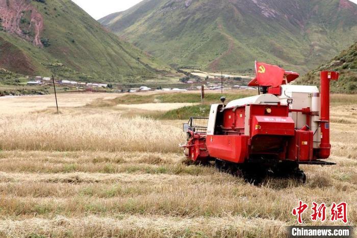 圖為秋收現(xiàn)場(chǎng)?！∮駱?shù)州委宣傳部供圖