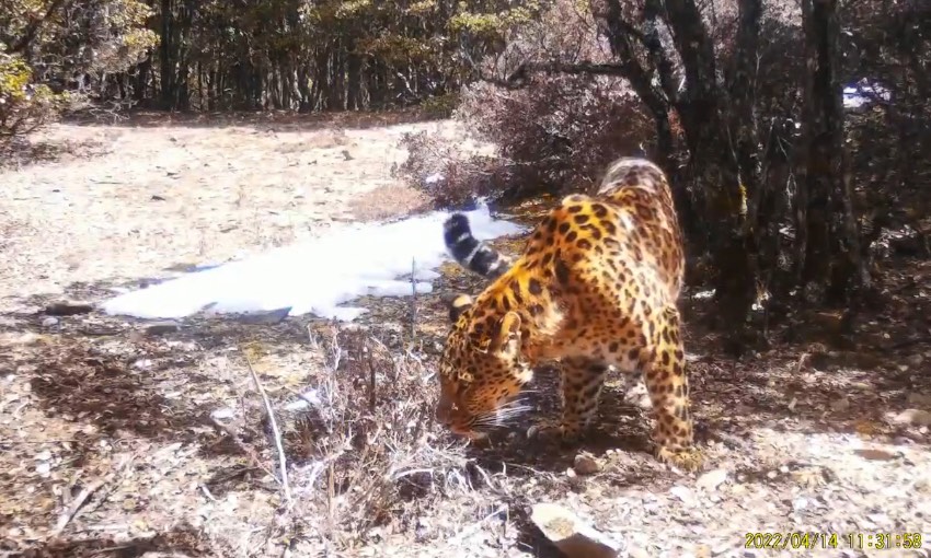 金錢豹。涼山州委宣傳部供圖