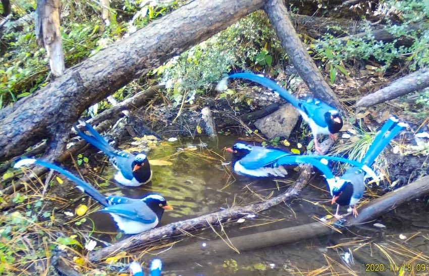 紅嘴藍鵲。涼山州委宣傳部供圖