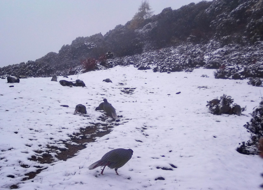 血雉。涼山州委宣傳部供圖