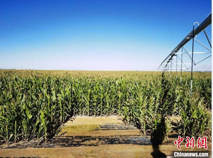 青?！凹Z改飼”項目收儲飼草44萬余噸