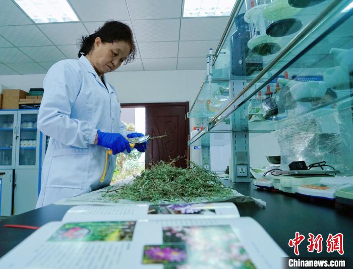 圖為張錦梅在實(shí)驗(yàn)室工作。　馬銘言 攝