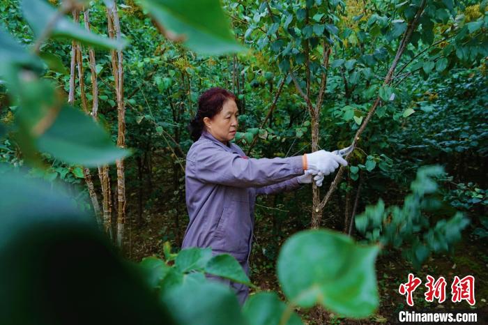 圖為張錦梅修剪丁香枝干。　馬銘言 攝