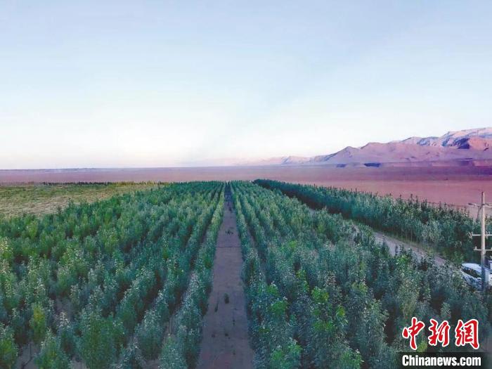 圖為格爾木境內(nèi)種植的綠樹?！「駹柲救诿襟w中心供圖