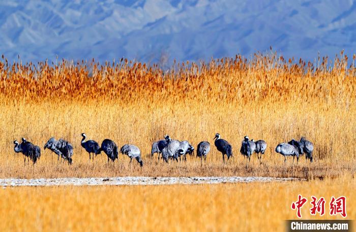 圖為可魯克湖野生水鳥覓食?！〉铝罟形麄鞑抗﹫D