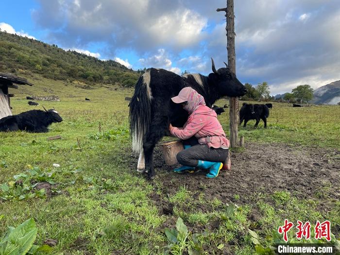 圖為9月27日早晨牧民擠牦牛奶。 <a target='_blank' href='/'><p  align=