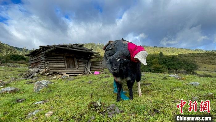 圖為9月27日牧民給小牦牛按摩。 <a target='_blank' href='/'><p  align=