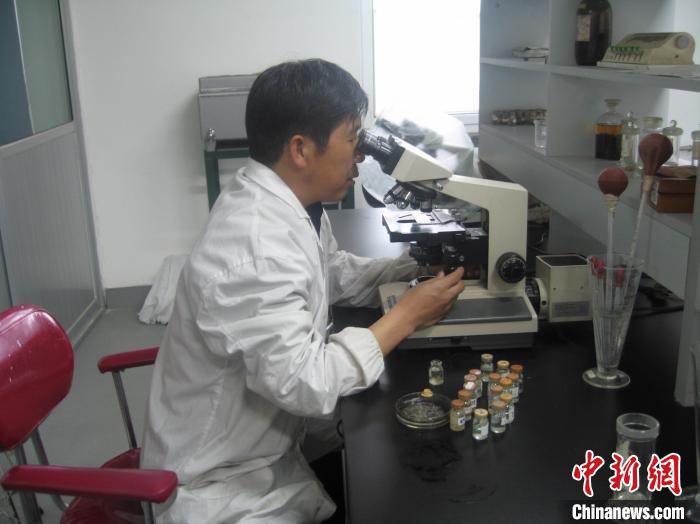 資料圖為研究團(tuán)隊(duì)進(jìn)行實(shí)驗(yàn)室寄生蟲分類鑒定?！?青海省畜牧獸醫(yī)科學(xué)院供圖