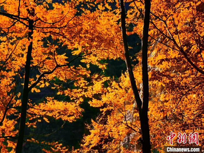 秋意濃?！≈炱桨?攝