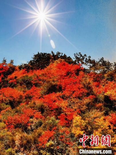 萬(wàn)源市紅葉似火。　朱平安 攝