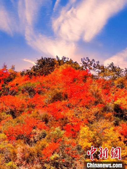 萬(wàn)源深秋紅葉似火。　朱平安 　攝