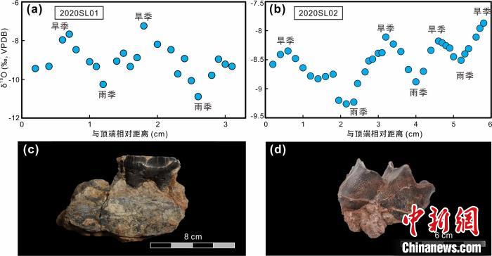 本次研究中的犀牛牙齒化石及氧同位素特征。　中科院青藏高原所 供圖