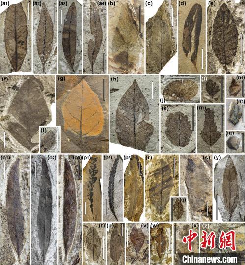 中始新世熱魯化石植物群(4500萬–4000萬年前)?！≈锌圃呵嗖馗咴?供圖
