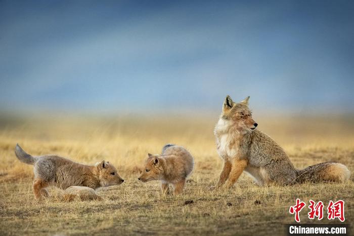 圖為焦生福的作品《居安思?！贰！∏嗪Ｊ∑钸B山自然保護協(xié)會供圖