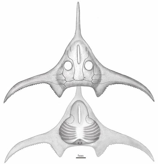 玉海翼角魚復原圖?！」ぢ?繪圖 攝