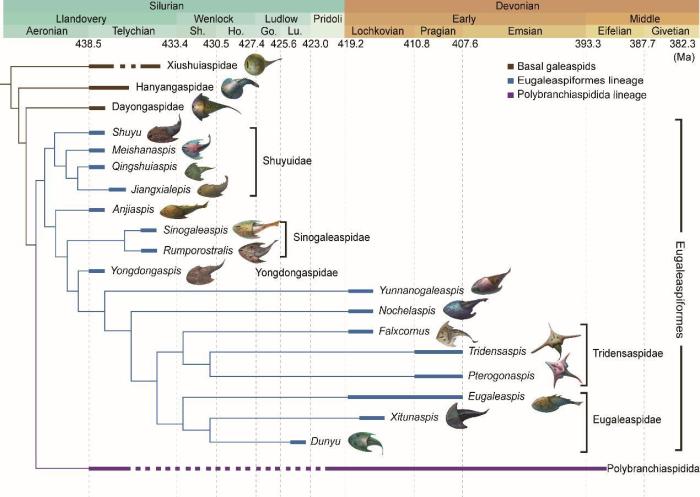 盔甲魚類的系統(tǒng)發(fā)育關系及地史分布。　中科院古脊椎所 供圖