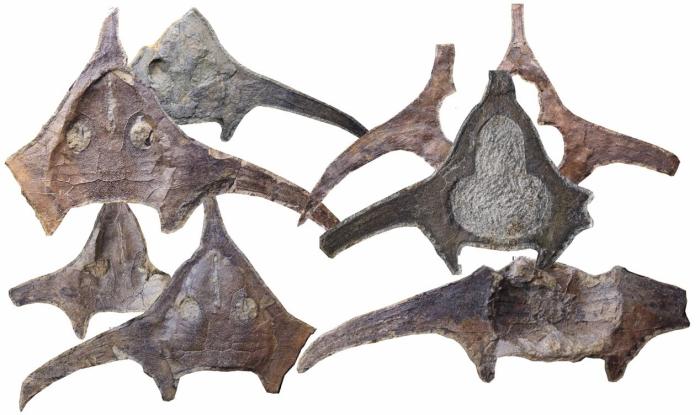 玉海翼角魚化石照片?！∩w志琨 攝